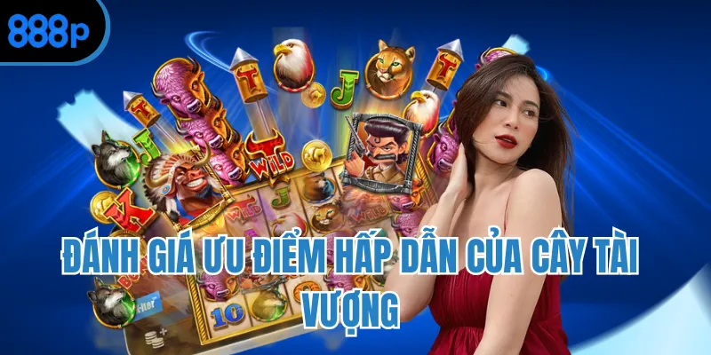 Đánh giá ưu điểm hấp dẫn của cây tài vượng